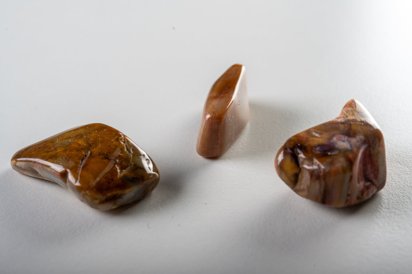 Bois fossile