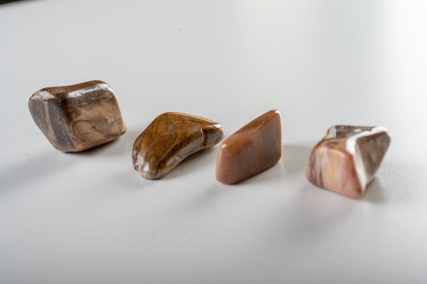 Bois fossile