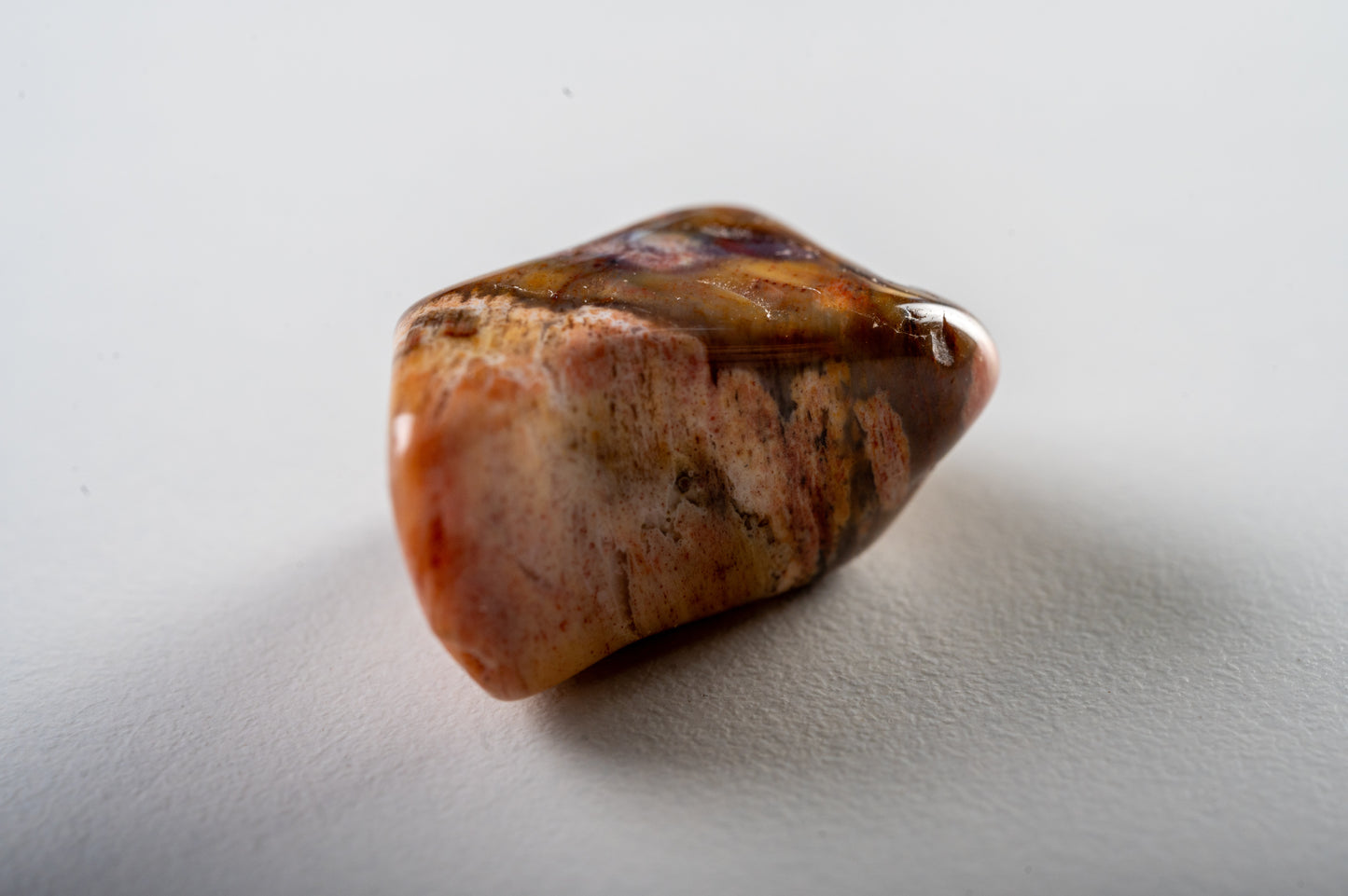 Bois fossile
