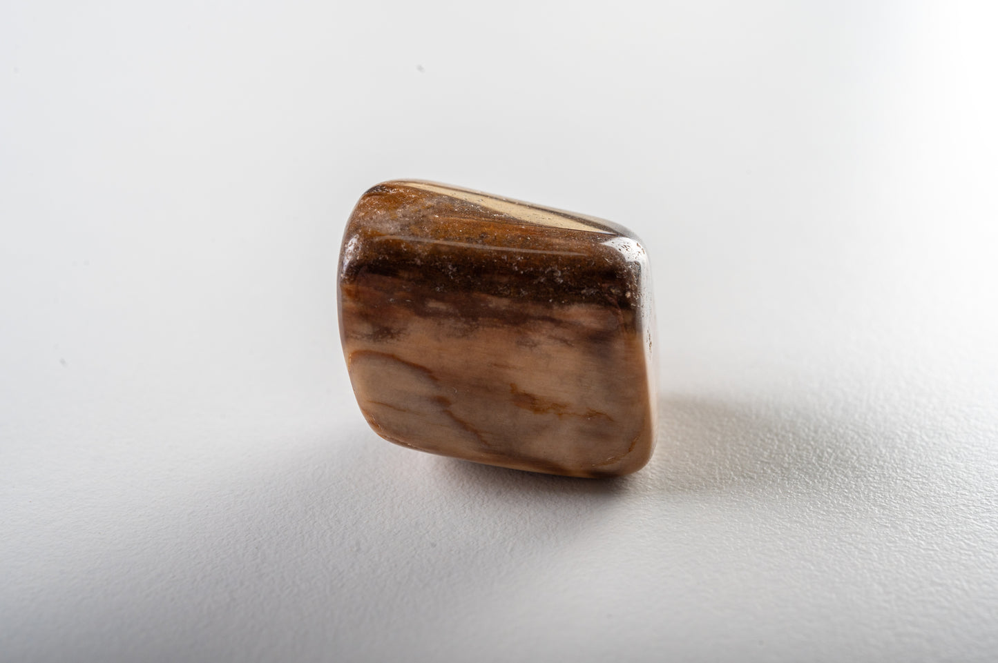 Bois fossile