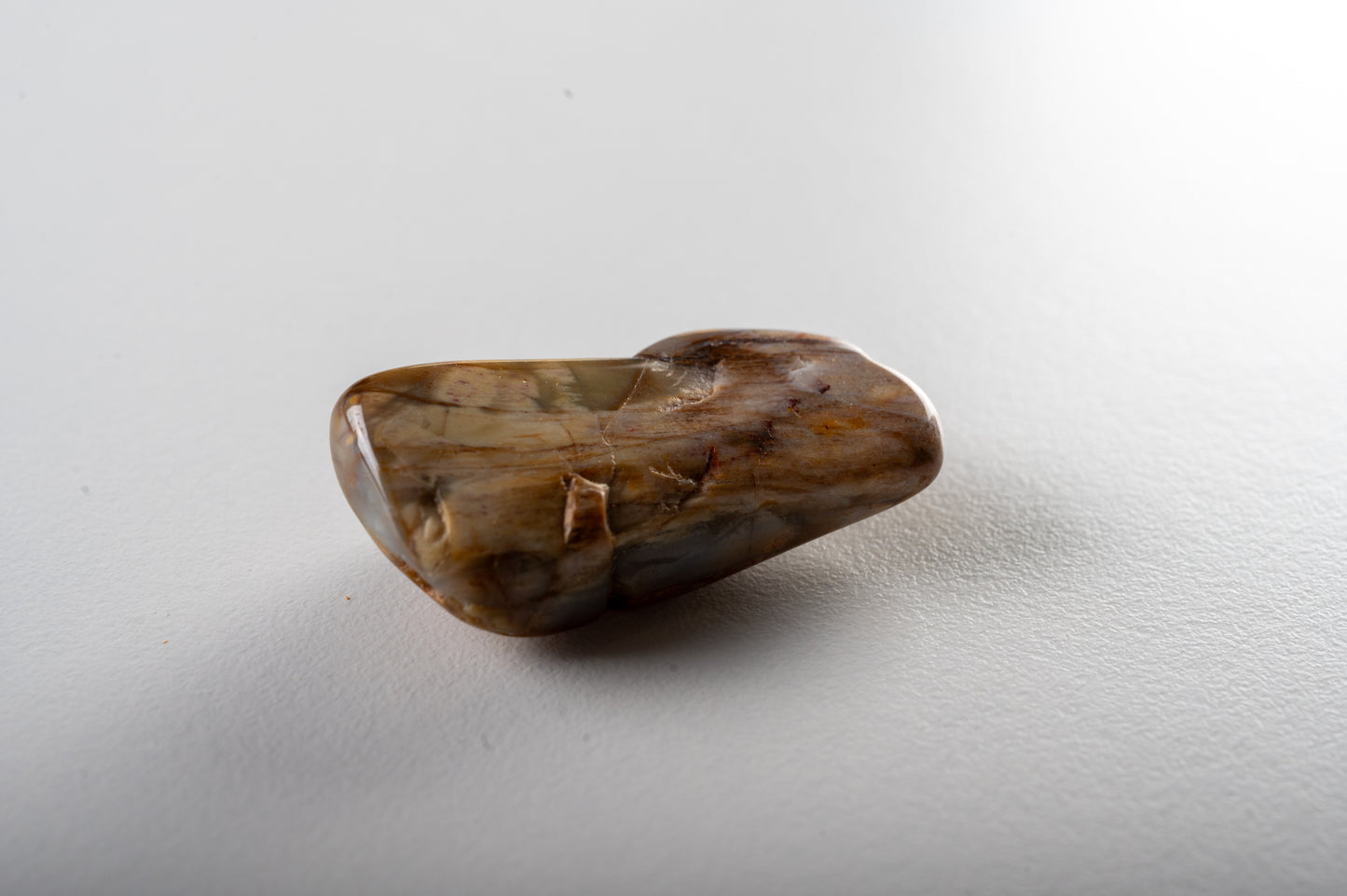 Bois fossile
