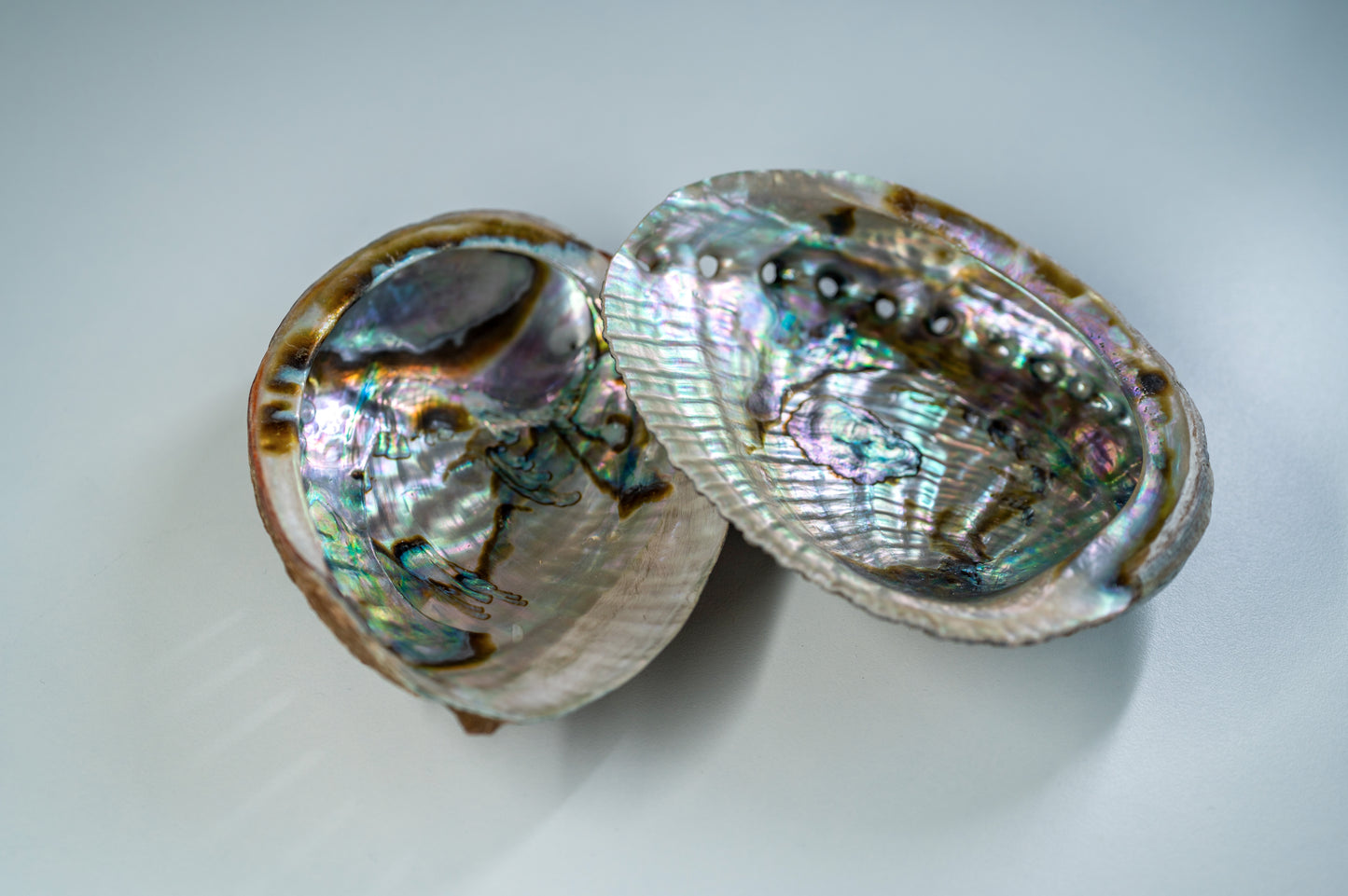 Coquille d'Ormeau